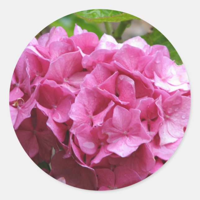 Pink Hydrangea Sticker (Vorderseite)