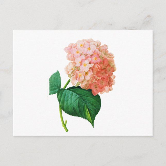 Pink Hydrangea von Pierre Joseph Redoute Postkarte (Vorderseite)