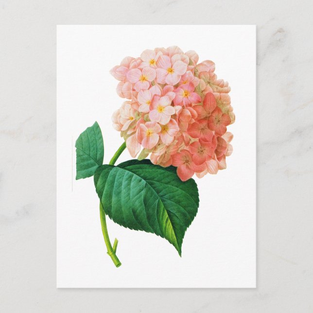 Pink Hydrangea von Pierre Joseph Redoute Postkarte (Vorderseite)