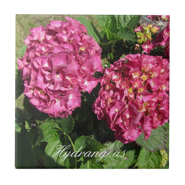 Pink Hydrangeas Fliese (Vorderseite)