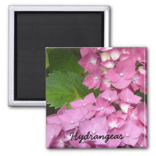 Pink Hydrangeas Magnet