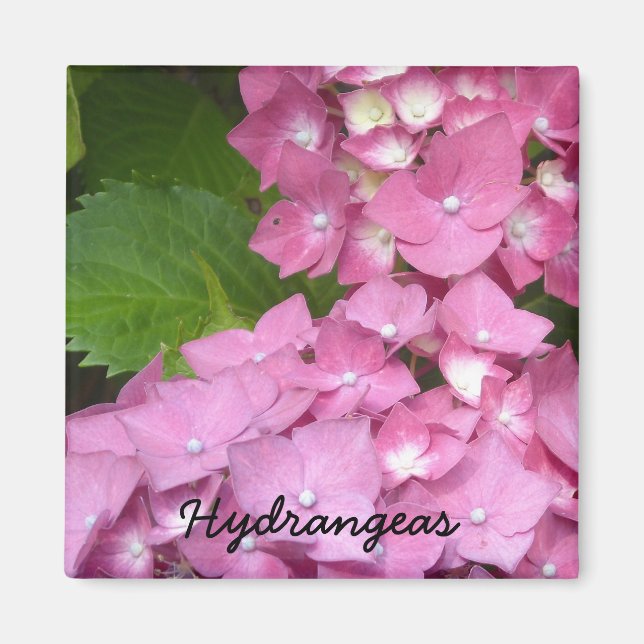 Pink Hydrangeas Magnet (Vorne)