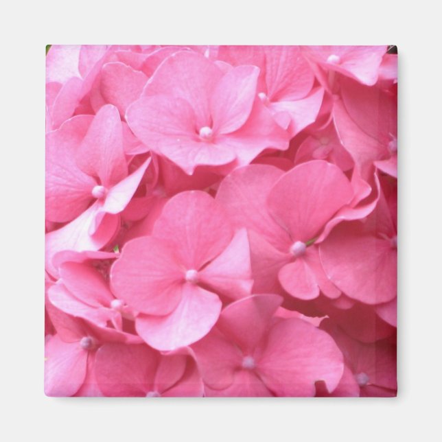 Pink Hydrangeas Magnet (Vorne)