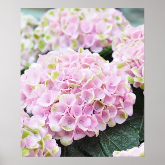 Pink Hydrangeas Poster (Vorne)