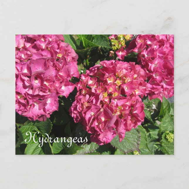 Pink Hydrangeas Postkarte (Vorderseite)