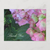 Pink Hydrangeas