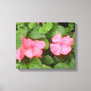 Pink Impatiens Blume Canvas Print Leinwanddruck