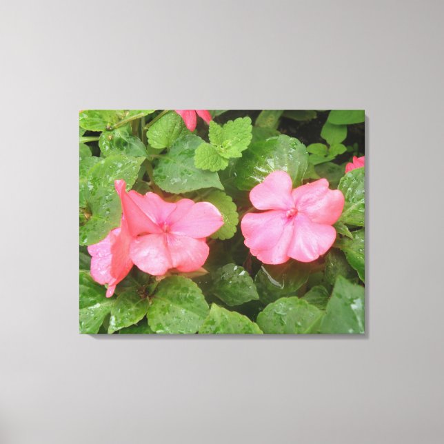 Pink Impatiens Blume Canvas Print Leinwanddruck (Vorderseite)
