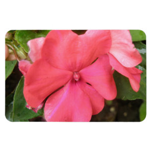 Pink Impatiens Blume Macro Premium Magnet
