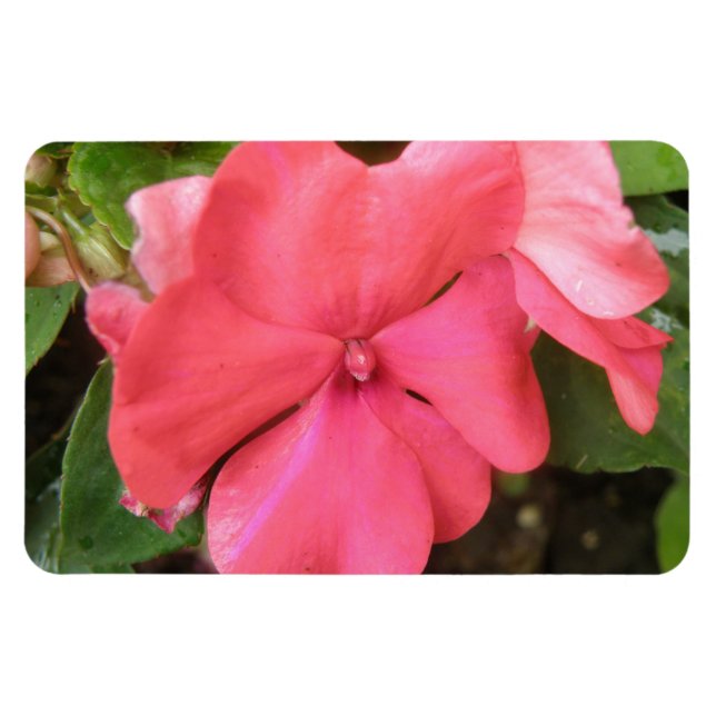 Pink Impatiens Blume Macro Premium Magnet (Horizontal)