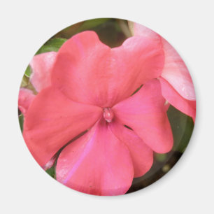 Pink Impatiens Blume Makro Magnet