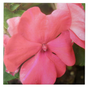 Pink Impatiens Blume Makro Tile Fliese