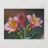 Pink Inca Lily Blume und Bedeutung