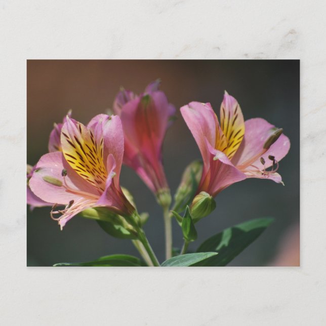Pink Inca Lily Blume und Bedeutung Postkarte (Vorderseite)