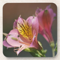 Pink Inca Lily Blume und Bedeutung