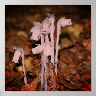 Pink Indian Pipe Ghost Blume Poster