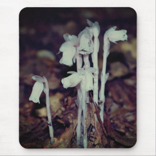 Pink Indian Pipe Wildblume Pilze Natur Mousepad