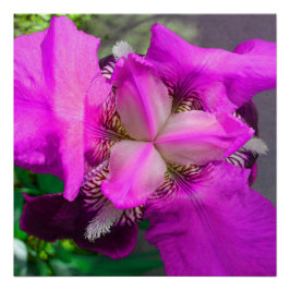 Pink Iris Blume Perfektes Poster