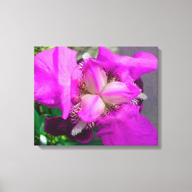 Pink-Iris-Leinwand Leinwanddruck (Vorderseite)