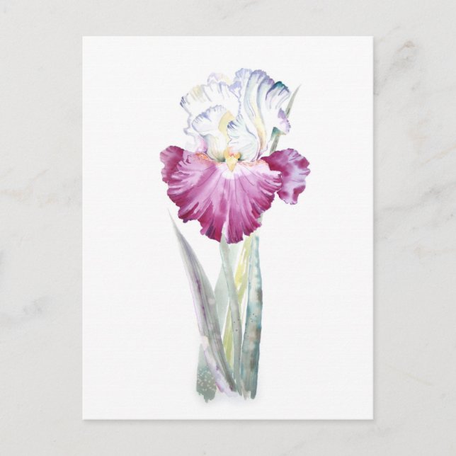 Pink Iris Postkarte (Vorderseite)