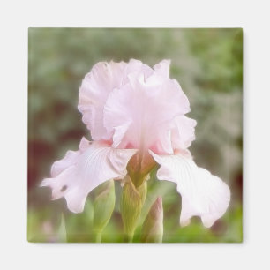 Pink Iris - Vanity Magnet