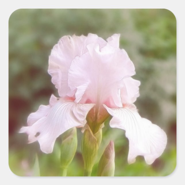 Pink Iris - Vanity Quadratischer Aufkleber (Vorderseite)