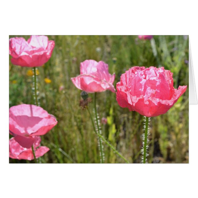 Pink Island Poppies (Vorderseite (Horizontal))