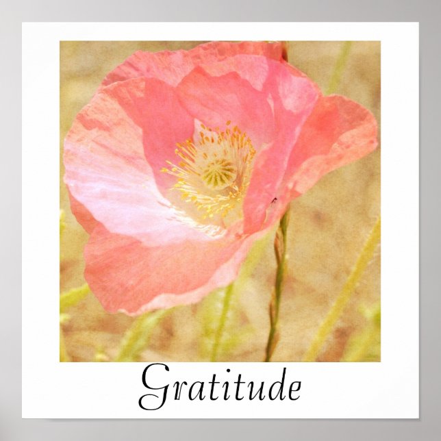 Pink Island Poppy Gratitude Poster (Vorne)