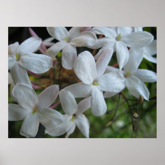 Pink Jasmine-Blume Poster (Vorne)