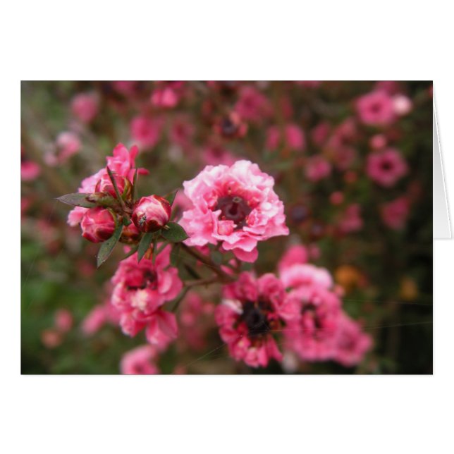 Pink-Karte denken (Vorderseite (Horizontal))