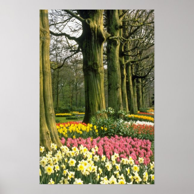 Pink Keukenhof Gardens, Holland Blume Poster (Vorne)