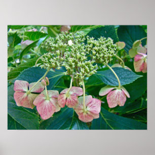 Pink Lace-Cap Hydrangea Blüten - Poster