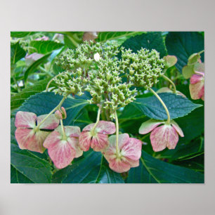 Pink Lace-Cap Hydrangea Blüten - Poster