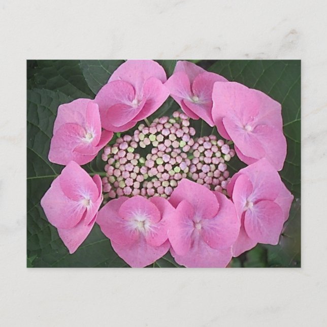 Pink Lace Cap Hydrangea Postkarte (Vorderseite)