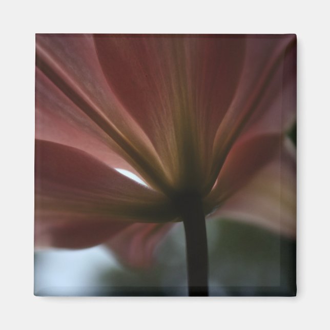 Pink Lady Magnet (Vorne)