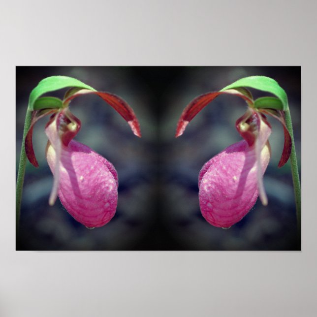 Pink Lady Slipper Orchid Blume Mirror Abstrakt Poster (Vorne)