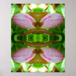 Pink Lady Slipper Orchid Blume Nah Abstrakt Poster