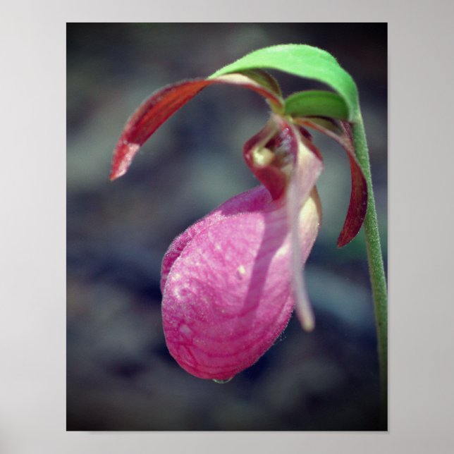 Pink Lady Slipper Orchid Raindrop Poster (Vorne)