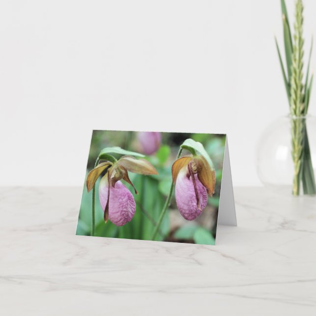Pink Lady Slipper Orchids Flower Photography  (Vorderseite)