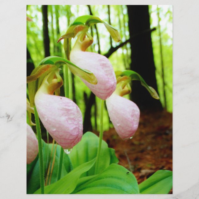 Pink Lady Slipper Wild Orchid (Vorderseite)