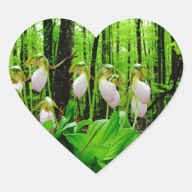 Pink Lady Slipper Wild Orchid Herz-Aufkleber (Vorderseite)