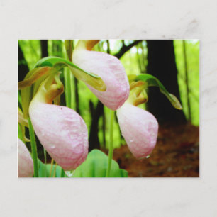 Pink Lady Slipper Wild Orchid Postkarte