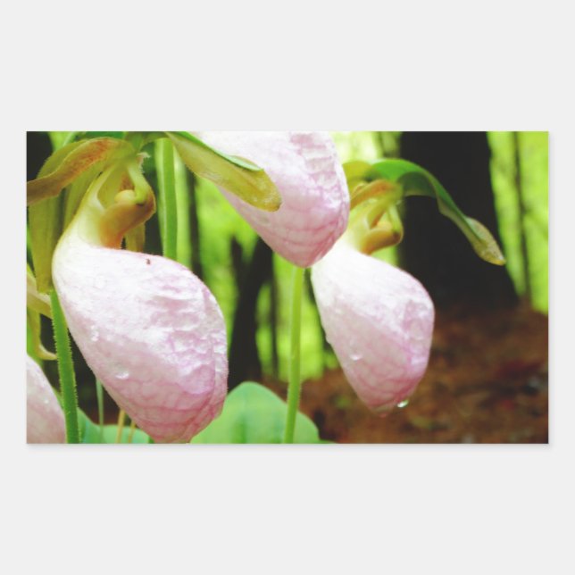 Pink Lady Slipper Wild Orchid Rechteckiger Aufkleber (Vorderseite)