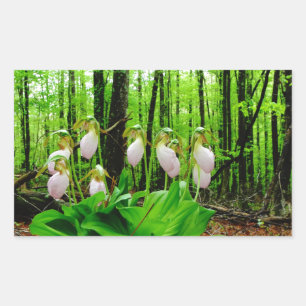 Pink Lady Slipper Wild Orchid Rechteckiger Aufkleber