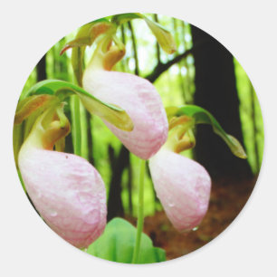 Pink Lady Slipper Wild Orchid Runder Aufkleber