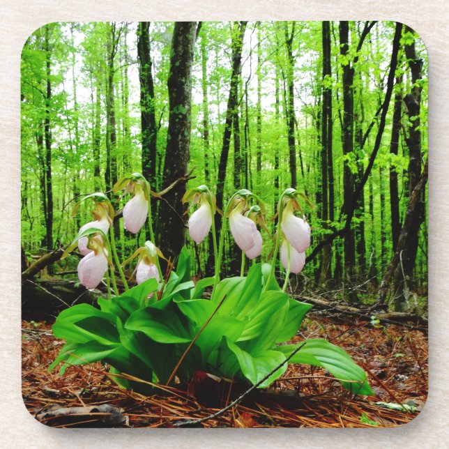 Pink Lady Slipper Wild Orchid Untersetzer (Vorderseite)