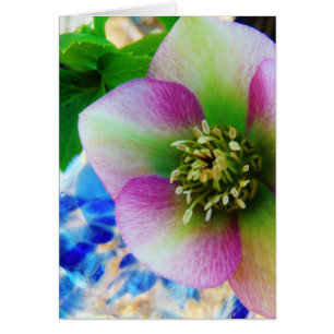 Pink Lenten Rose