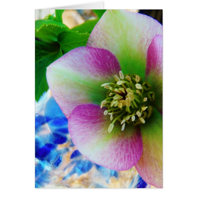 Pink Lenten Rose (Vorne)