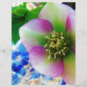 Pink Lenten Rose