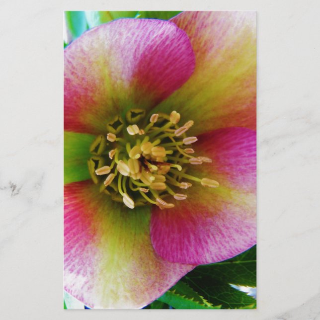 Pink Lenten Rose, Briefpapier (Vorderseite)